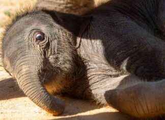 Baby Elephant at Houston Zoo Goes Viral: New Video and Photos baby-elephant-at-houston-zoo-goes-viral-new-video-and-photos