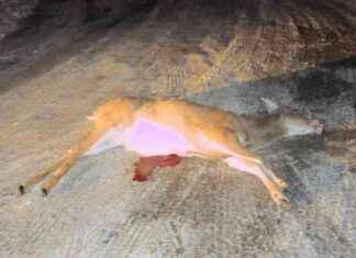 Deer Hunting in Iowa: Late Season Tips and Strategies deer-hunting-in-owa-late-season-tips-and-strategies