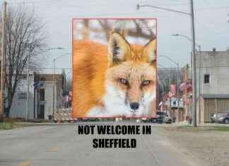 Healthy Fox in Sheffield Faces Eviction by Police – NorthIowaToday SEO healthy-fox-in-sheffield-faces-eviction-by-police-northowatoday-seo