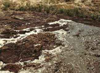 Northern Iowa Dairy Fined for Killing 100,000 Fish with Manure northern-owa-dairy-fined-for-killing-100000-fish-with-manure