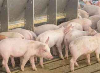 Iowa Pork Industry: Economic Impact of $15 Billion and 120K Jobs – Radio Iowa owa-pork-ndustry-economic-mpact-of-15-billion-and-120k-jobs-radio-owa