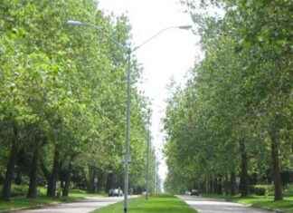 Tree Planting Grants Available for Iowa Schools: Apply Now tree-planting-grants-available-for-owa-schools-apply-now