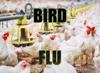 Warning: Keep Pets Away from Sick or Deceased Wild Birds in Iowa – NorthIowaToday warning-keep-pets-away-from-sick-or-deceased-wild-birds-in-owa-northowatoday