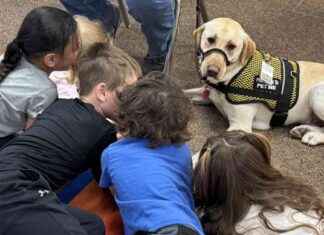 Oskaloosa School to Welcome Facility Dog for Attendance and Morale oskaloosa-school-to-welcome-facility-dog-for-attendance-and-morale