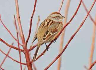 Remember the Chickadee Tax Form Reminder in Iowa remember-the-chickadee-tax-form-reminder-in-owa