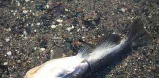 Manure runoff in Northern Iowa creek affecting fish population manure-runoff-in-northern-owa-creek-affecting-fish-population