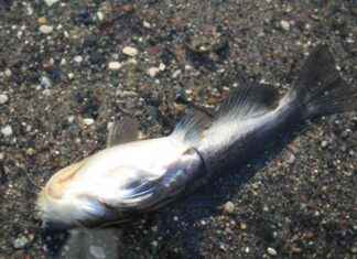 Manure runoff in Northern Iowa creek affecting fish population manure-runoff-in-northern-owa-creek-affecting-fish-population