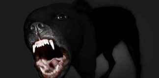 Iowa Pedestrian Attacked by Pitbull Mix Dogs owa-pedestrian-attacked-by-pitbull-mix-dogs