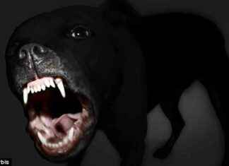 Iowa Pedestrian Attacked by Pitbull Mix Dogs owa-pedestrian-attacked-by-pitbull-mix-dogs