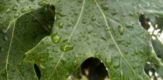 Severe Weather Alert: More Rain Expected in Iowa Today severe-weather-alert-more-rain-expected-in-owa-today